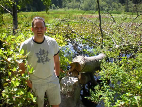 Look closely at the fallen tree. You can see the marks from the beavers' teeth.