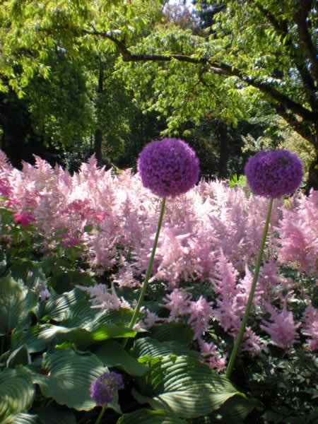 Some of the flora in the Rose Garden section of Stanley Park.