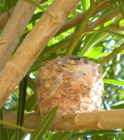 Close-up of the nest