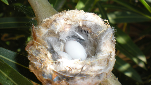 Two little jellybean-sized eggs in a nest about the diameter of a nickel. 