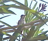 Sister baby bird, I think, having just landed in the tree that holds her nest.