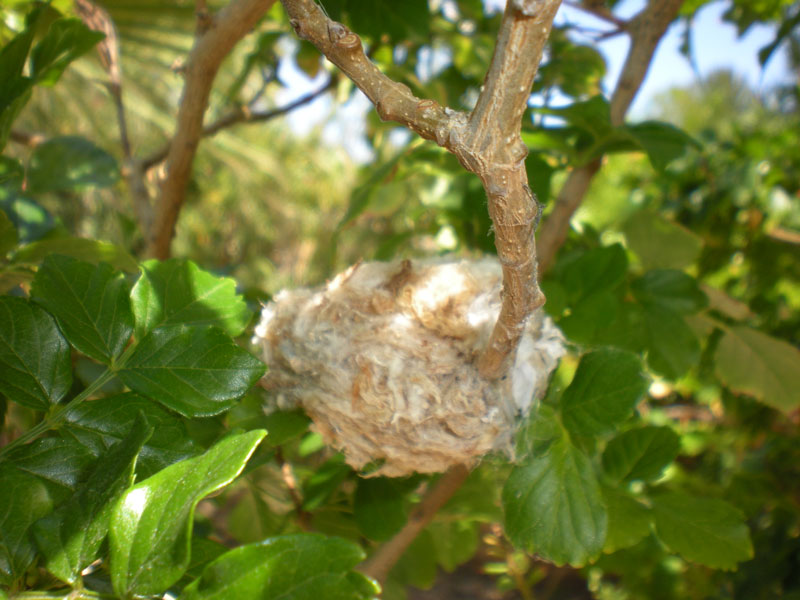 nest1