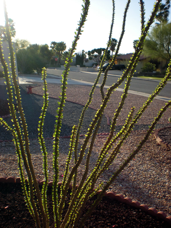 Ocotillo in our front yard in the morning sun. 