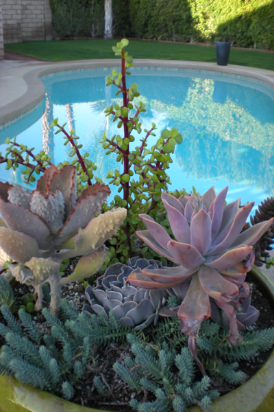 Succulents by the pool.