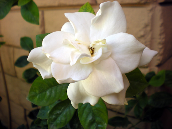 gardenia