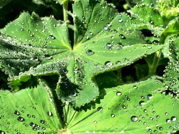 Lady's mantle with some morning dew