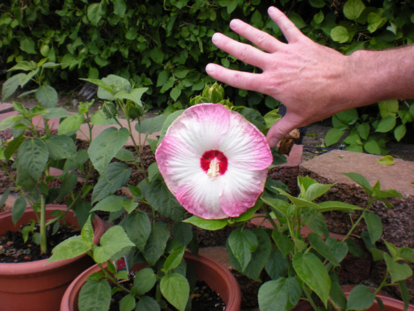 hibiscus1