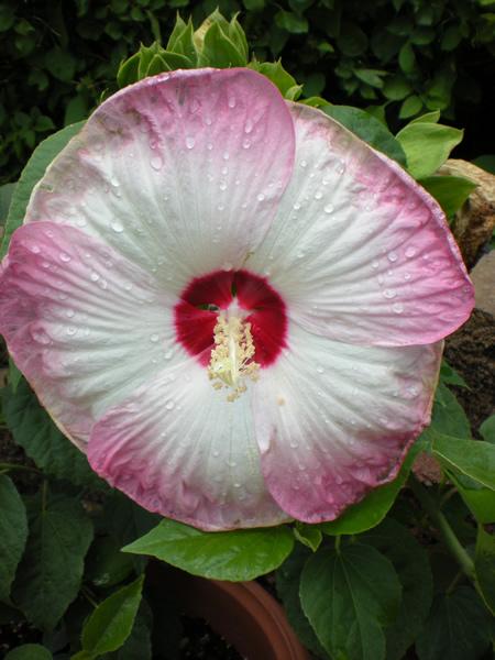 hibiscus2